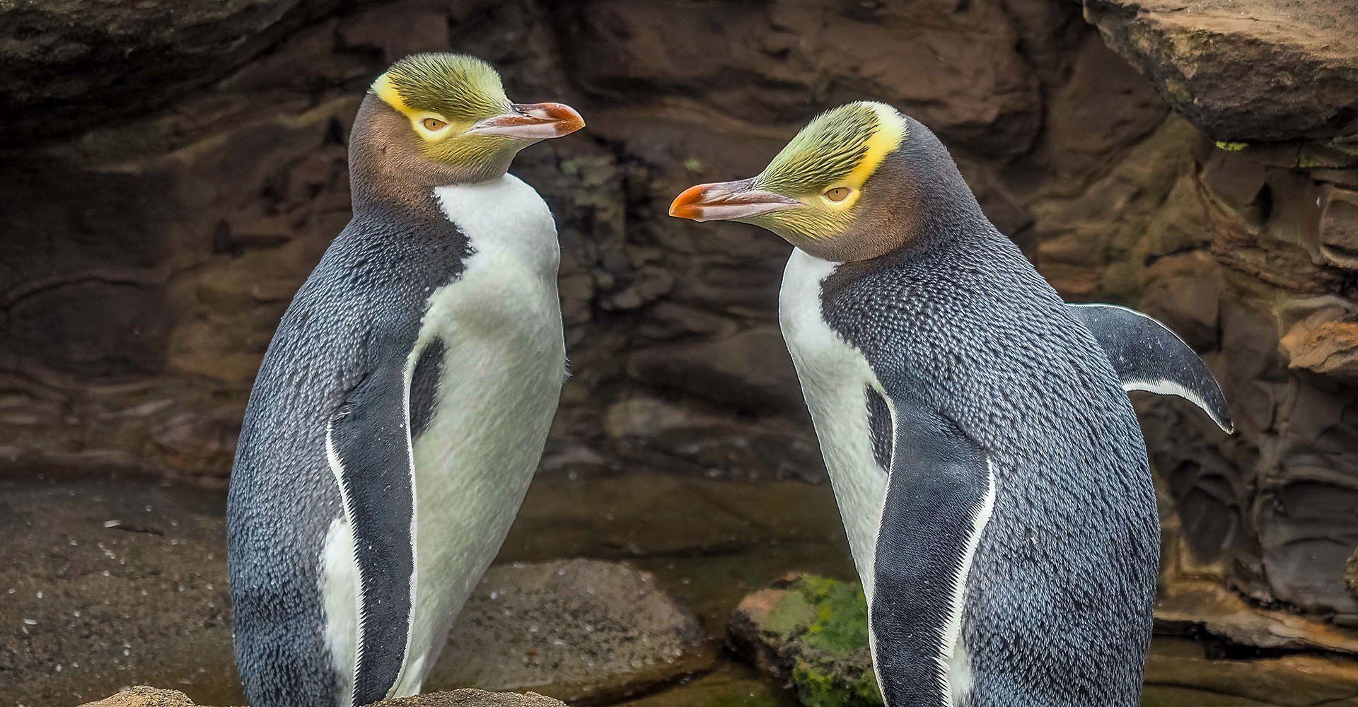 Coastal New Zealand 2021 - Penguins
